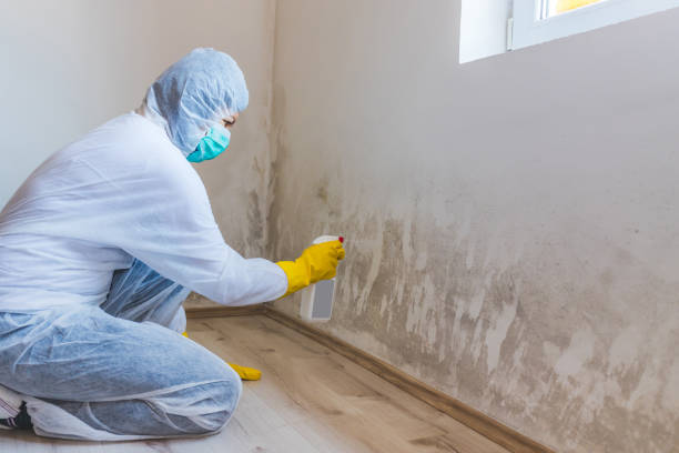 Licensed Mold Testing service in Centreville, MI - WQB Mold Removal